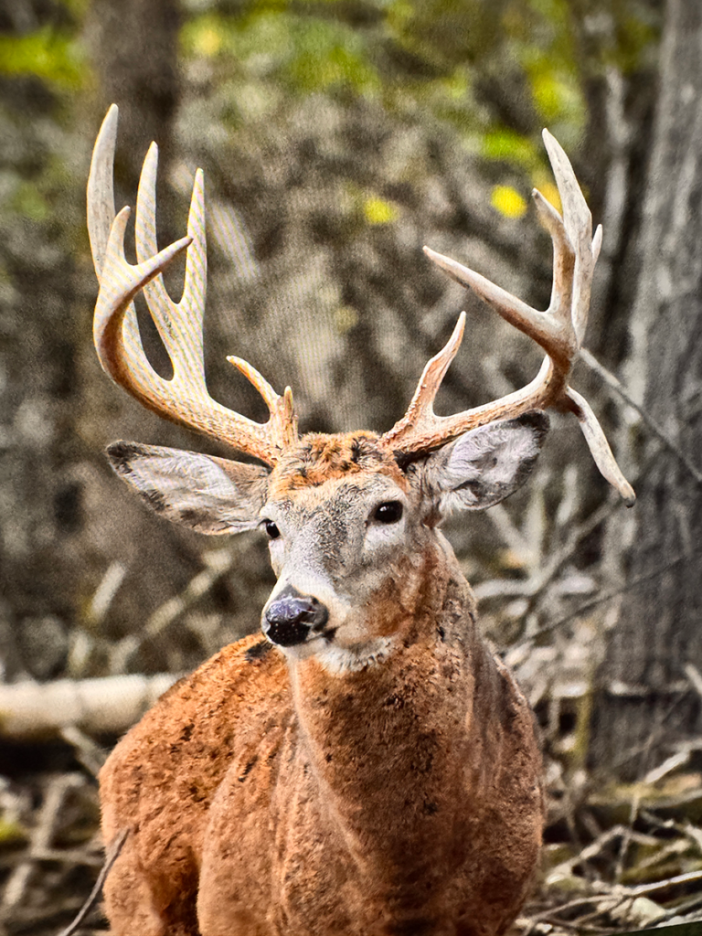 plr_whitetail_171-180_09.webp