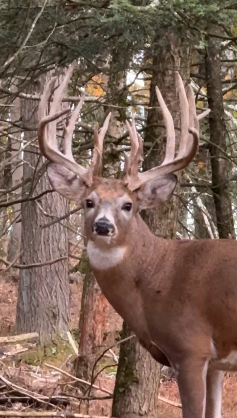 plr_whitetail_200-220_012.webp
