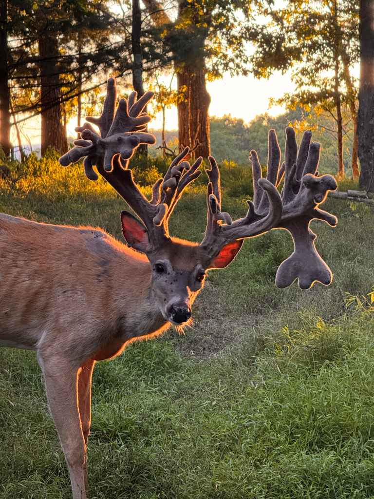 plr_whitetail_221-300_012.webp