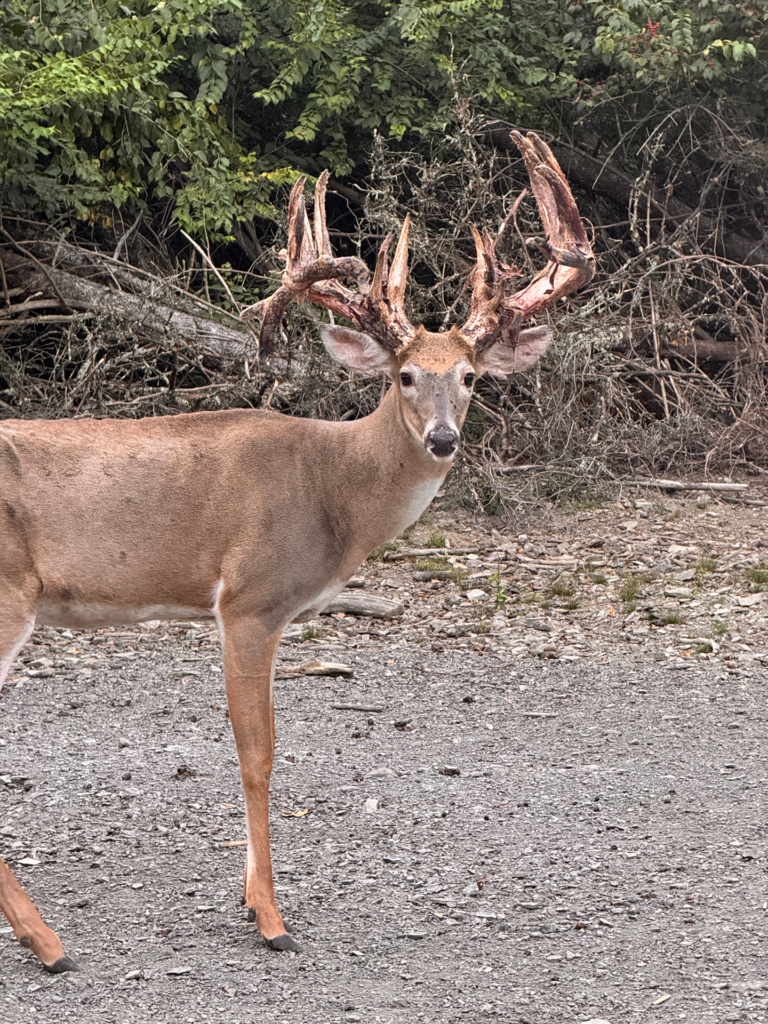 plr_whitetail_221-300_013.webp