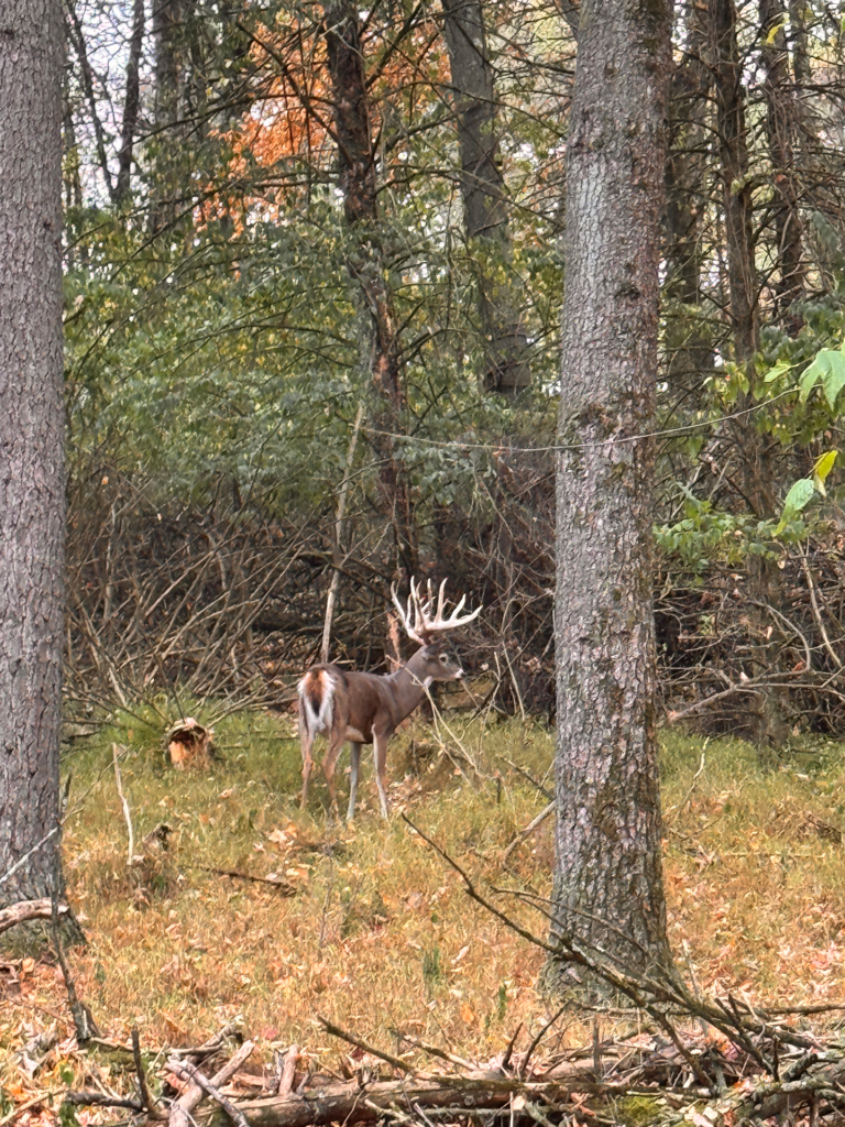 plr_whitetail_221-300_015.webp
