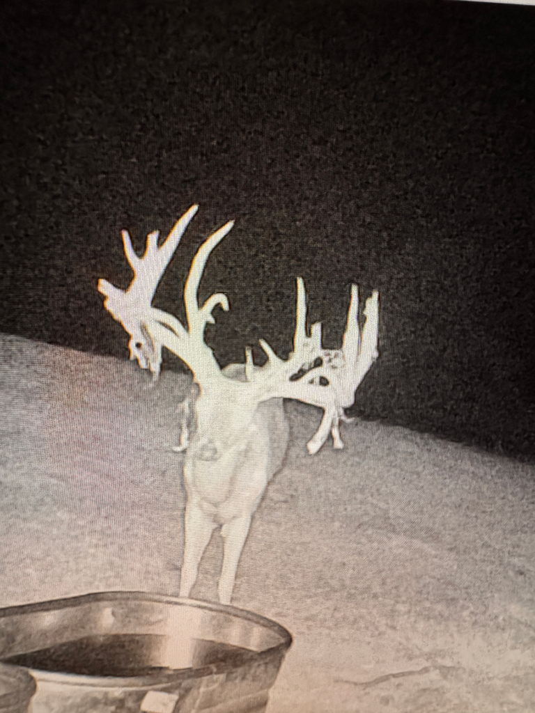 plr_whitetail_221-300_016.webp