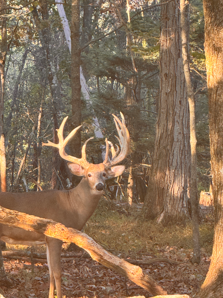 plr_whitetail_221-300_021.webp