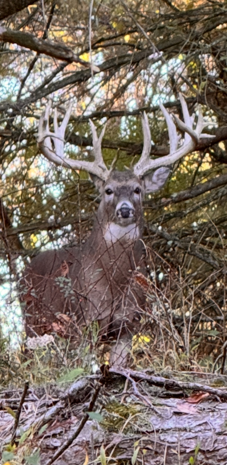 plr_whitetail_221-300_023.webp