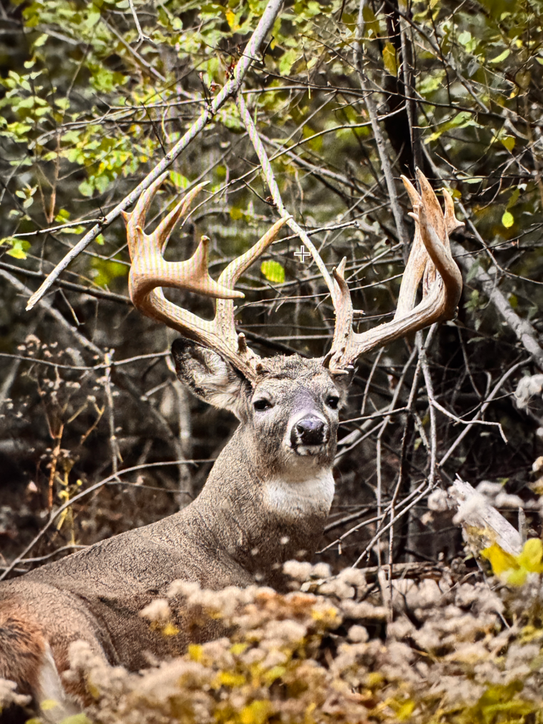 plr_whitetail_221-300_024.webp