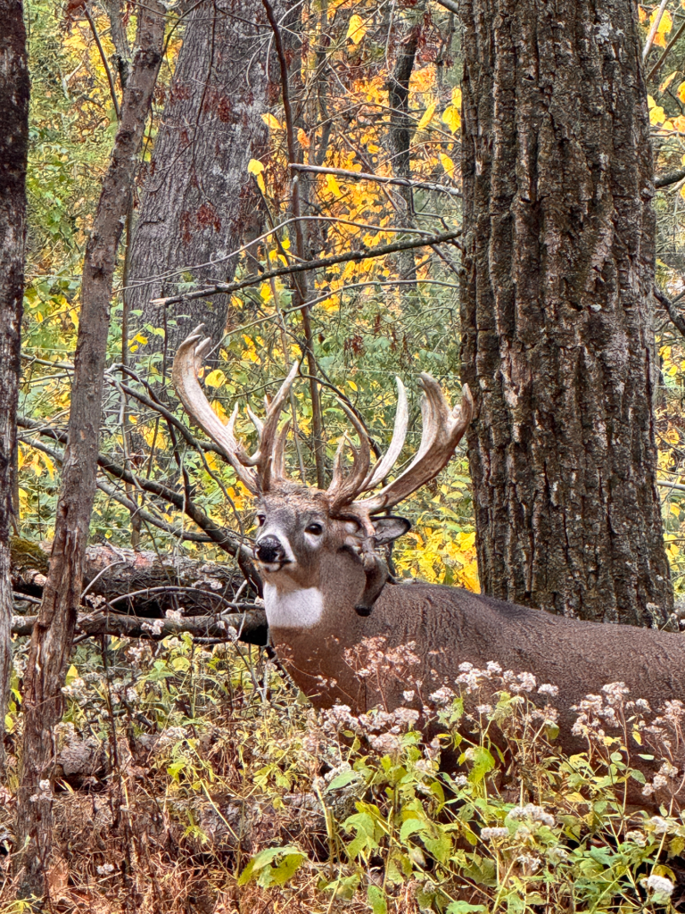 plr_whitetail_221-300_025.webp