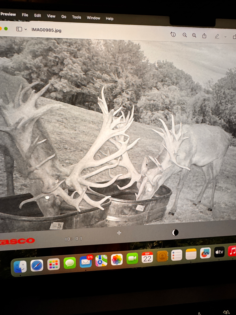 plr_elk_stag_010.webp