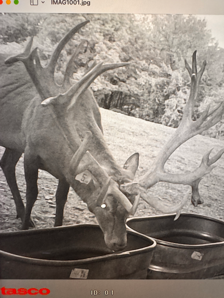 plr_elk_stag_011.webp