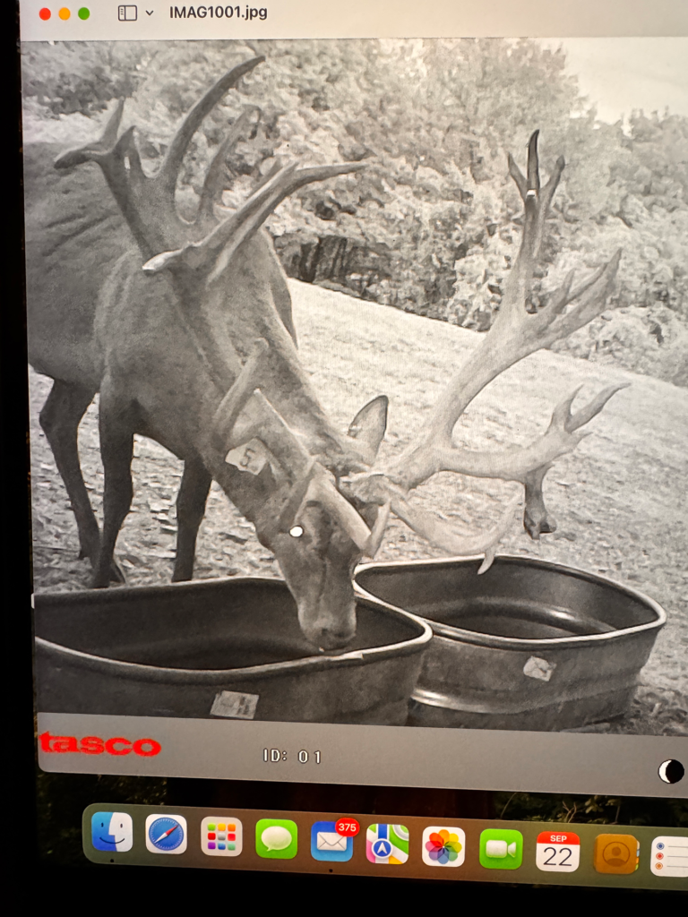 plr_elk_stag_012.webp