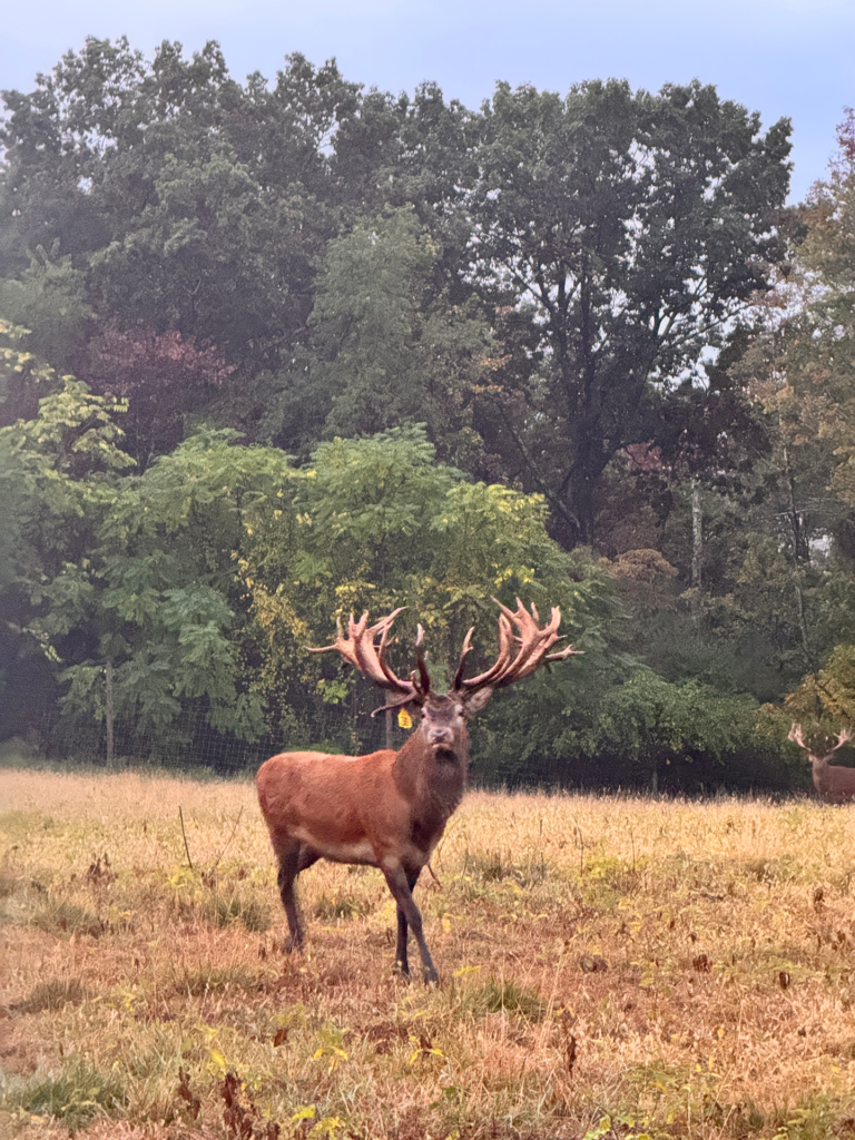plr_elk_stag_013.webp