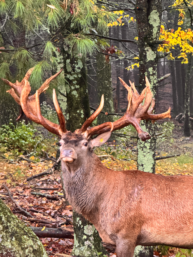 plr_elk_stag_014.webp