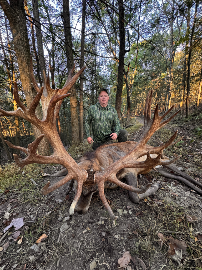 plr_elk_stag_015.webp