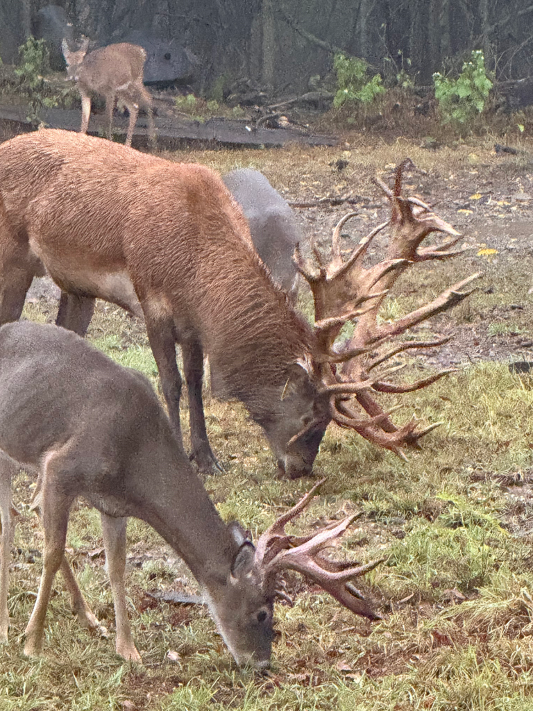 plr_elk_stag_03.webp