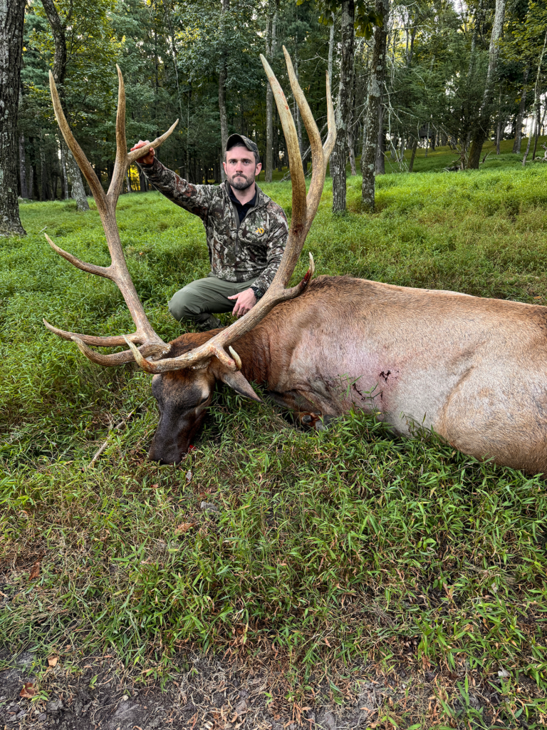 plr_elk_stag_04.webp