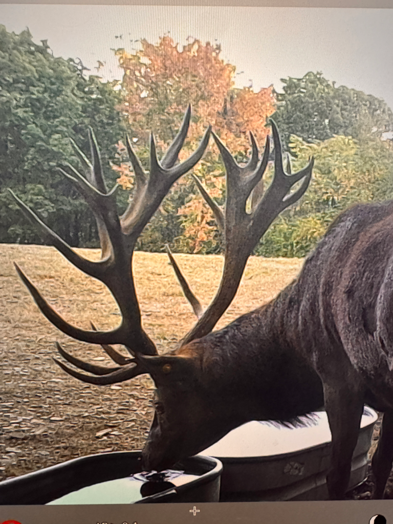 plr_elk_stag_07.webp