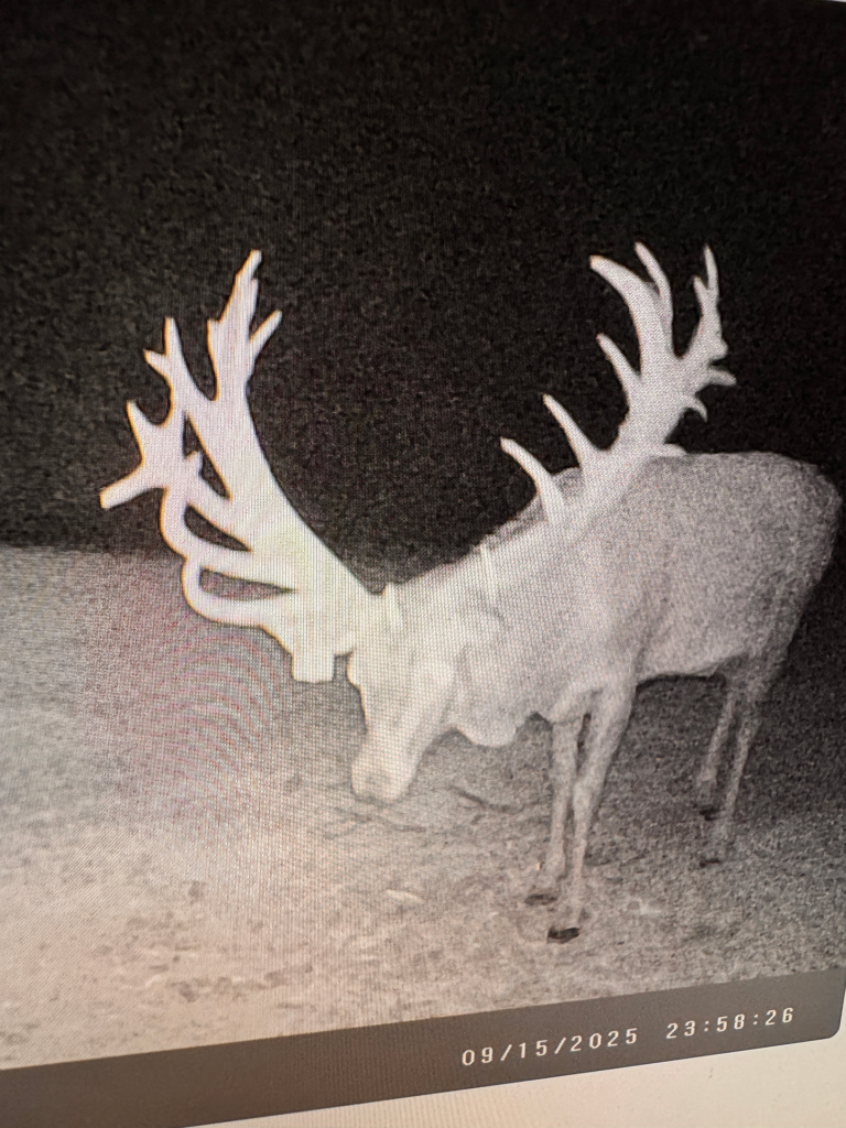 plr_elk_stag_08.webp