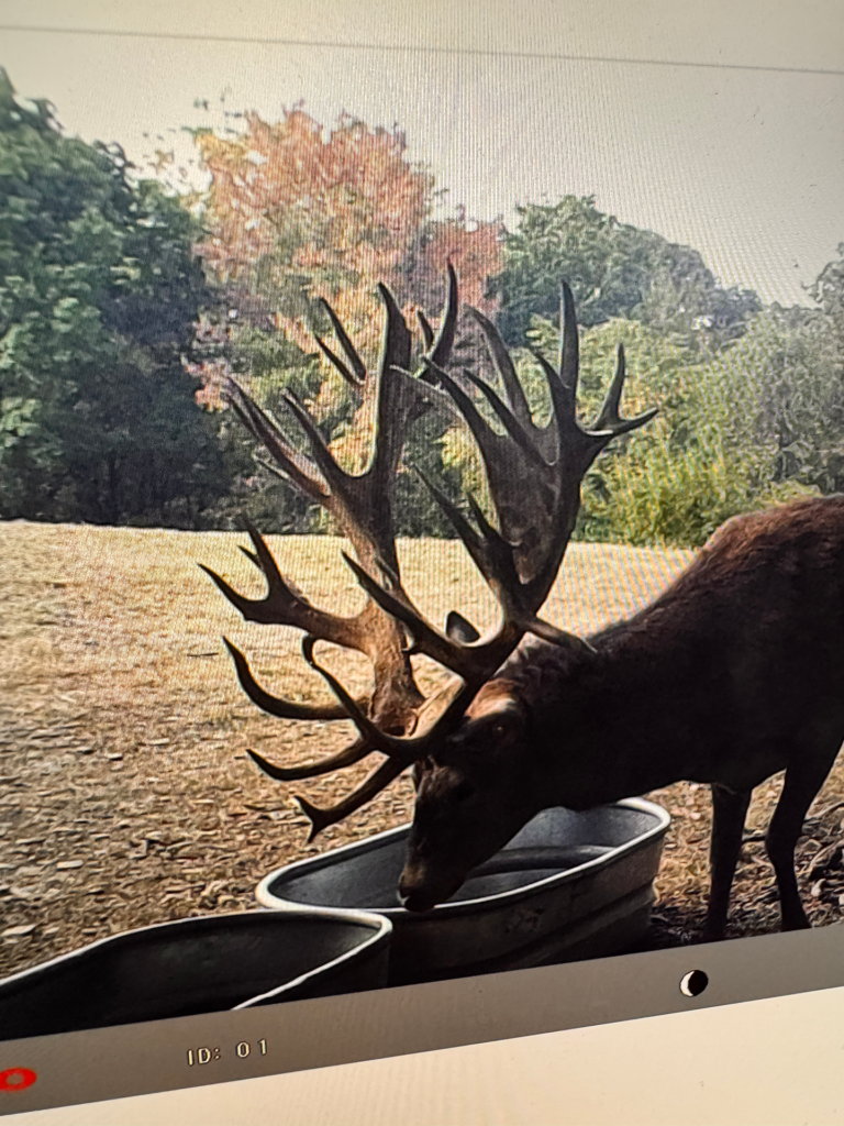 plr_elk_stag_09.webp