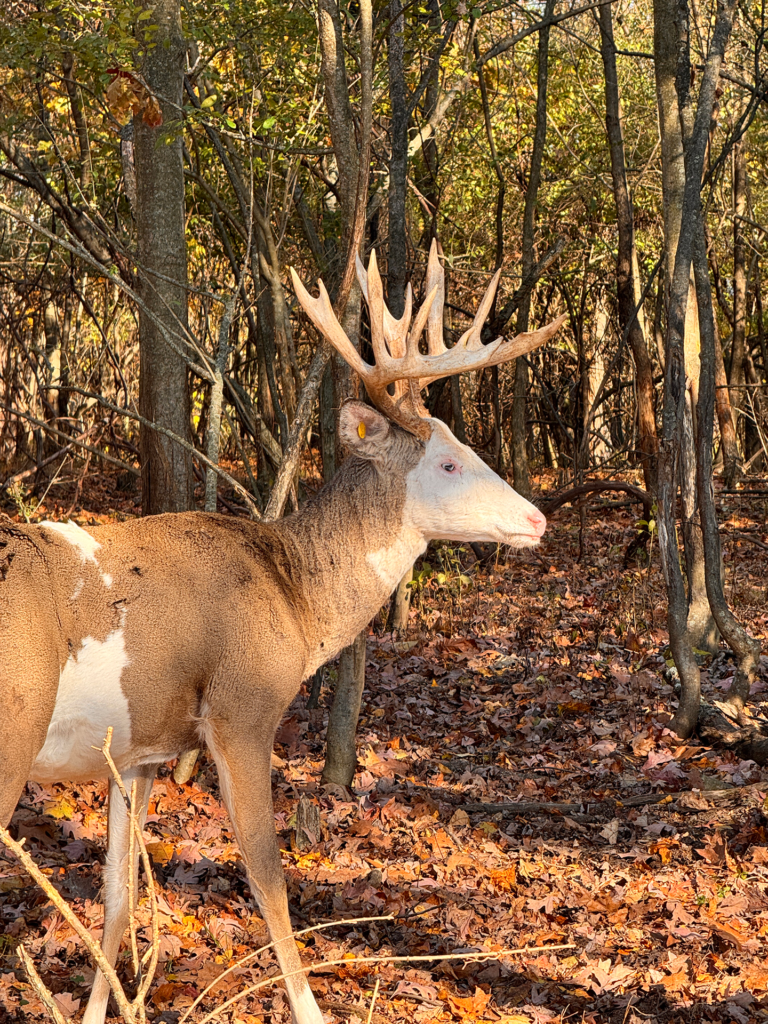 plr_piebald_white_010.webp