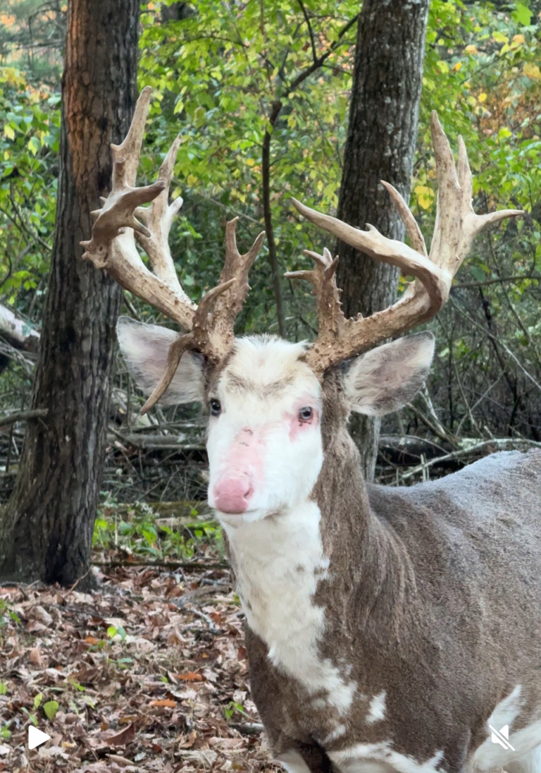 plr_piebald_white_012.webp