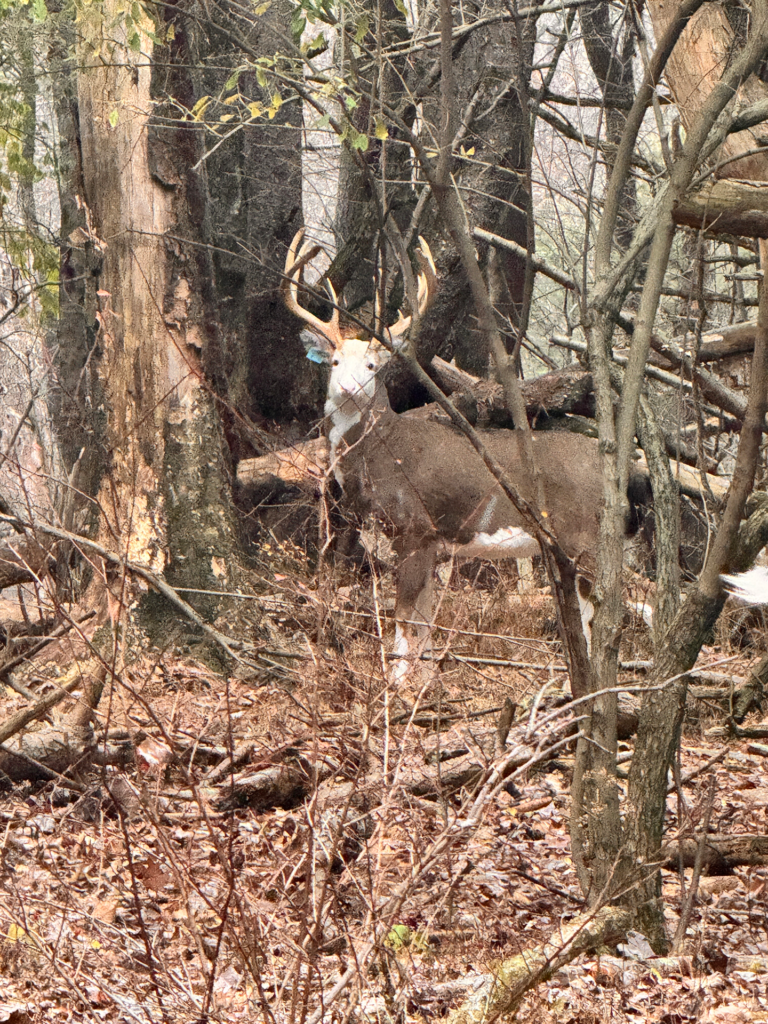 plr_piebald_white_013.webp