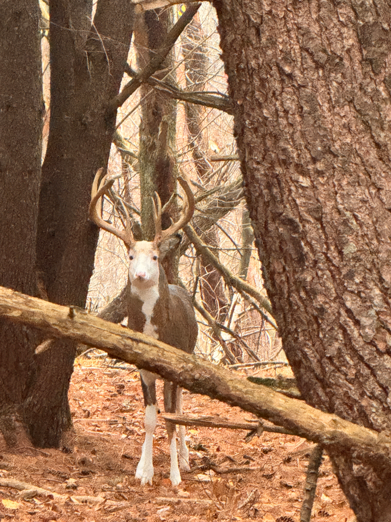 plr_piebald_white_014.webp