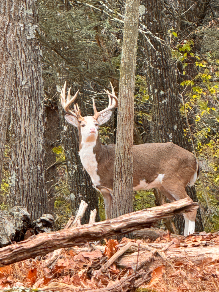plr_piebald_white_015.webp
