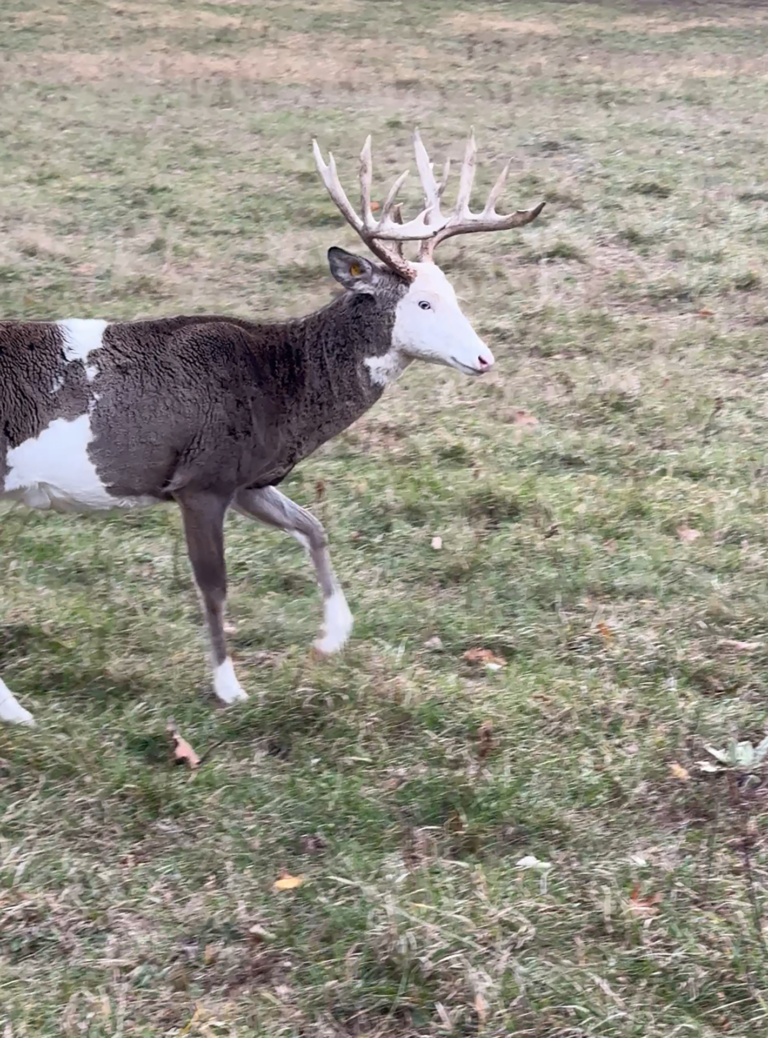 plr_piebald_white_016.webp