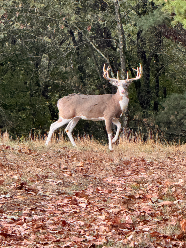 plr_piebald_white_06.webp