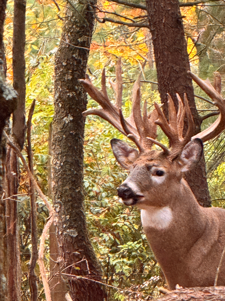 plr_whitetail_300_02.webp